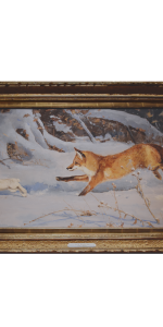James Museum Arctic Fox
